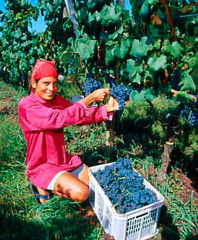 Harvesting Tannat grapes in vineyard of Juanico   Canelones Uruguay