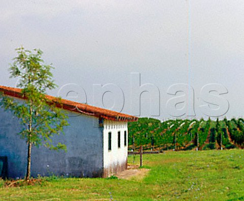 Vineyard of Juanico Canelones Uruguay