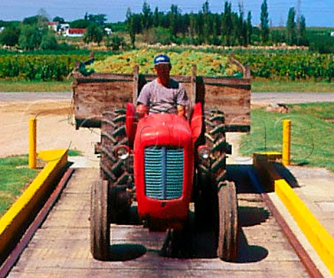 Harvested grapes on the weighbridge at    Juan Toscanini e Hijos Canelones Uruguay
