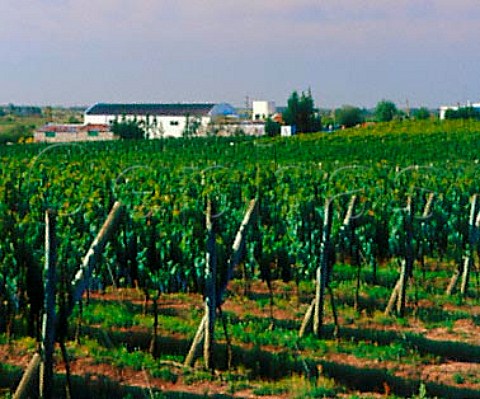 Winery of Bodegas Carlos Pizzorno viewed over   vineyard Canelones Uruguay