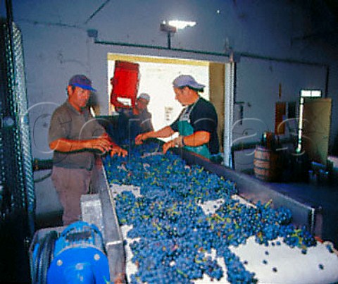 Sorting triage harvested Merlot grapes at   Bodegas Carlos Pizzorno Canelones Uruguay