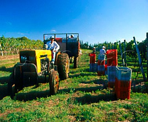 Harvesting Merlot grapes in vineyard of   Bodegas Carlos Pizzorno Canelones Uruguay