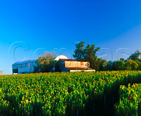 Winery and Cabernet Sauvignon vineyard of   Vinos Finos H Stagnari Canelones Uruguay