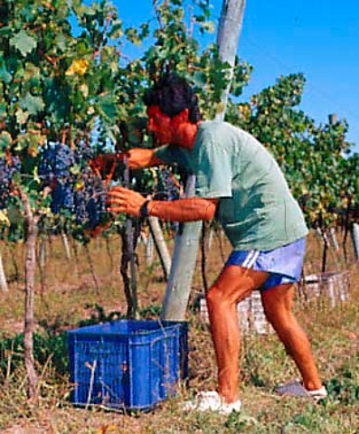 Picking Merlot grapes in vineyard of De Lucca   Vino de El Colorado Canelones Uruguay
