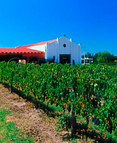 Winery and vineyard of Pisano   Progreso Canelones Uruguay