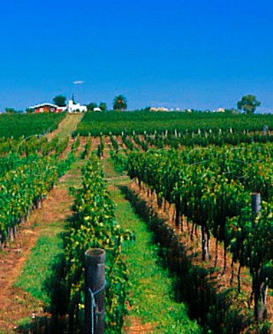 Vineyard  mainly Tannat  of Pisano   Progreso Canelones Uruguay
