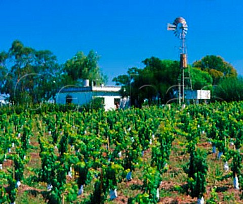 Vineyard  mainly Tannat  of Pisano   Progreso Canelones Uruguay