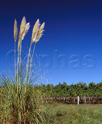 Pampas grass growing by the Barrancal vineyard Cabernet Sauvignon of Pisano   Progreso Canelones Uruguay