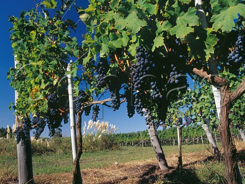Cabernet Sauvignon grapes in the Barrancal vineyard of Pisano Progreso Canelones Uruguay