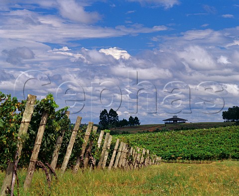 Vineyard of Cerro Chapeu part of Vinos Finos Juan Carrau Rivera Uruguay