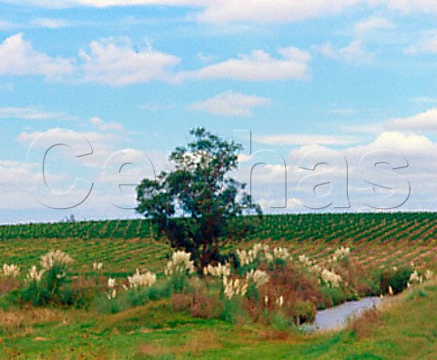 Las Violetas vineyard of Bodegas Castel Pujol   part of Vinos Finos Juan Carrau   Coln Canelones Uruguay