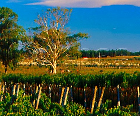 Vineyard of Viedos de Los Vientos Atlntida   Canelones Uruguay