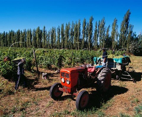 Harvesting Semillon grapes in vineyard of   Humberto Canale General Roca Argentina Rio Negro