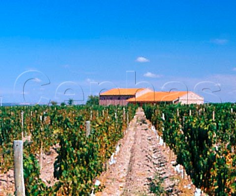 Winery and Malbec vineyard of Altos Las Hormigas   near Barrancas Mendoza Argentina    Maip