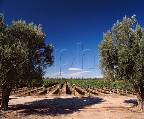 Olive trees by Cabernet Sauvignon vineyard of   Trivento Russell Mendoza Argentina   Maip