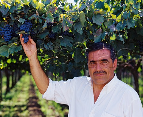 Jos Alberto Zuccardi with Malbec grapes trained on   the Parral system     Familia Zuccardi Maip Mendoza Argentina