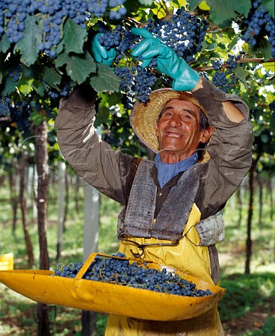 Harvesting Malbec grapes in Parral trained vineyard of Familia Zuccardi Maip Mendoza Argentina