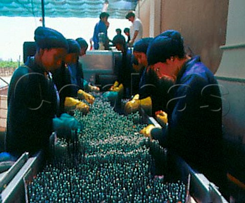 Hand sorting of individual grapes after they have   been destemmed    Bodega Norton Perdriel   Argentina    Lujan de Cuyo