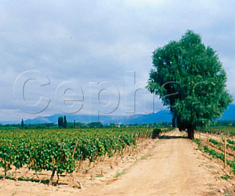 Malbec vineyards of Alta Vista at Las Compuertas     Mendoza province Argentina   Lujan de Cuyo