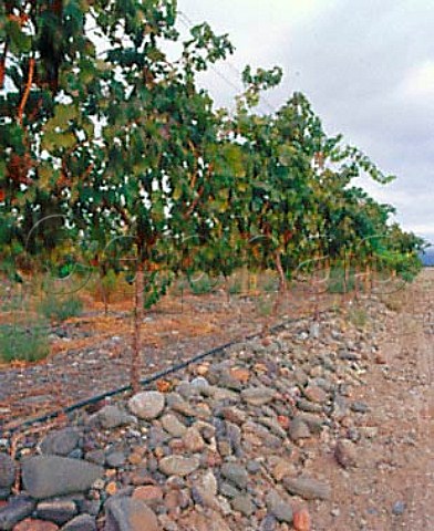 Syrah vineyard on stoney soil in the Zonda Valley    from where Bodegas Santiago Graffigna buy grapes   Near San Juan Argentina