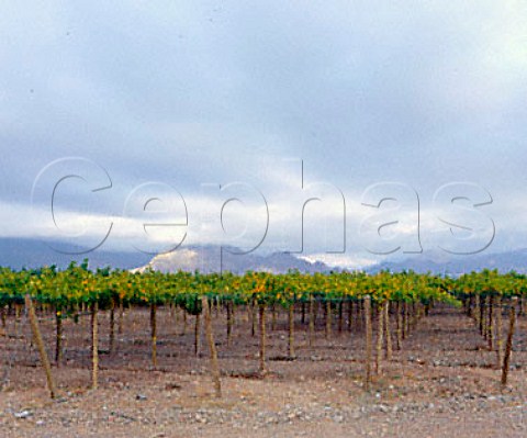Vineyard in the Zonda Valley near San Juan   Argentina