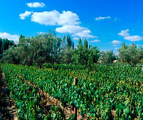 Old Malbec vineyard a supplier of grapes to   Casa Vinicola Viniterra Lujn de Cuyo   Mendoza province Argentina