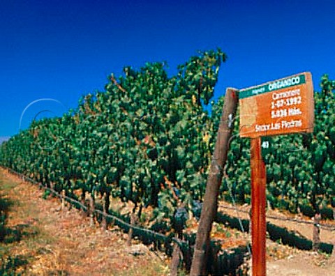 Organic Carmenre vineyard of Via Santa Ins   Isla de Maipo Chile      Maipo