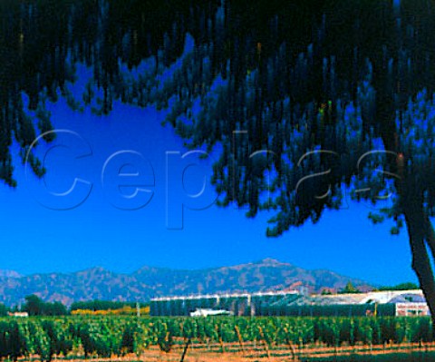 Winery and vineyard of Via Santa Ins   Isla de Maipo Chile      Maipo