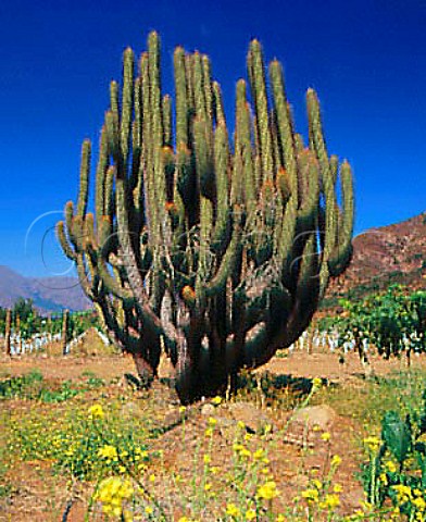 Cactus in Las Vertientes Vineyard of Errzuriz   Las Vertientes Chile        Aconcagua