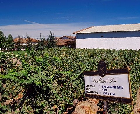 Sauvignon Gris vineyard of Casa Silva Angostura    Chile   Colchagua  Rapel