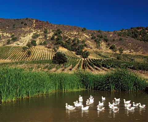 Geese on irrigation lake by El Olivar vineyard of  Viu Manent in the Colchagua Valley Chile    Rapel
