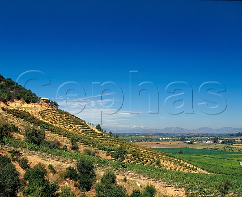 Hillside Syrah vineyard of Montes the grapes from which are used for Le Folly  Apalta Colchagua Valley Chile   Rapel