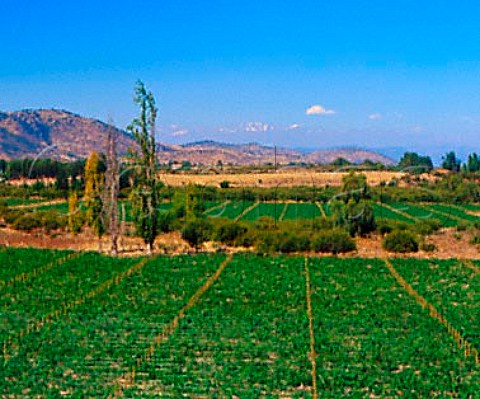 Vineyard of Via Bisquertt Marchihue  Chile     Colchagua Valley  Rapel