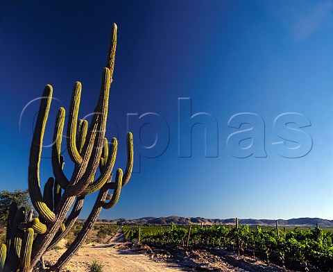 Cactus by vineyard of Via Canepa at   Fundo Trinidad near Marchihue Chile       Colchagua Valley  Rapel