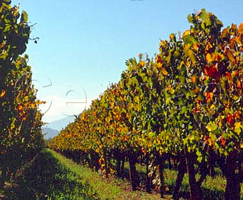 Autumnal vineyard of Santa Laura Santa Cruz Chile  Colchagua Valley  Rapel