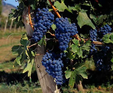Cabernet Sauvignon grapes in vineyard of   Santa Laura Santa Cruz Chile   Colchagua Valley  Rapel