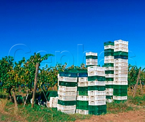 Grape boxes in vineyard during harvest   Santa Laura Santa Cruz Chile   Colchagua Valley  Rapel