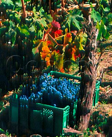 Box of harvested Cabernet Sauvignon grapes in   vineyard of Santa Laura Santa Cruz Chile   Colchagua Valley  Rapel