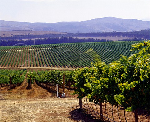 Vineyard in the Leyda district near the Pacific  Ocean southwest of Santiago Chile  San Antonio Valley