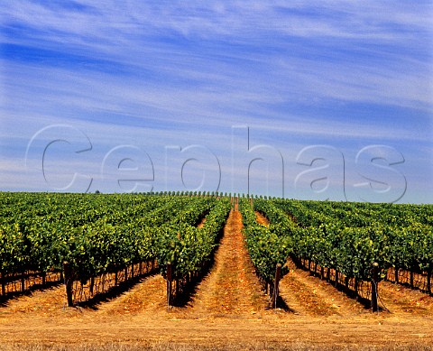 Vineyard in the Leyda district near the Pacific   Ocean southwest of Santiago Chile  San Antonio Valley