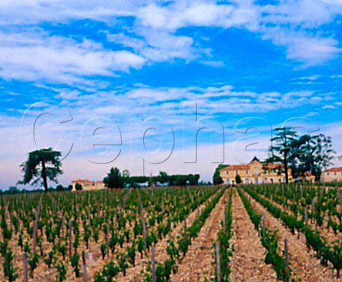 Chteau du Tertre and its vineyard Arsac   Gironde France   Margaux  Bordeaux