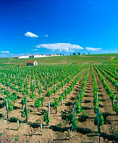 Chteau SociandoMallet viewed over its vineyard  StSeurindeCadourne Gironde France   Bordeaux  HautMdoc