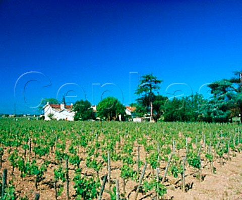 Chteau LatourPomerol and its vineyard   Pomerol Gironde France    Pomerol