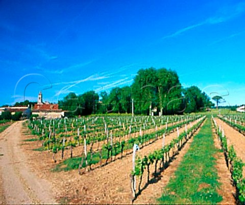 Vineyard at Loupiac Gironde France    Loupiac  Bordeaux