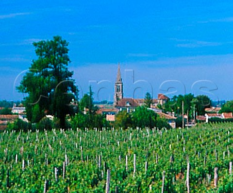 Vineyard at StChristophedesBardes Gironde   France   Stmilion  Bordeaux