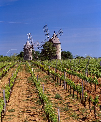 Les Moulins de Calon amidst the vineyards at  Montagne Gironde France     MontagneStmilion  Bordeaux