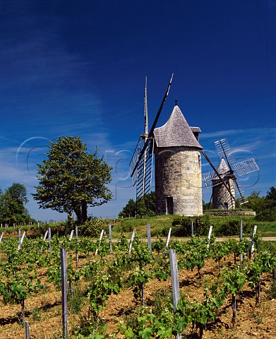 Les Moulins de Calon amidst the vineyards at Montagne Gironde France  MontagneStmilion  Bordeaux