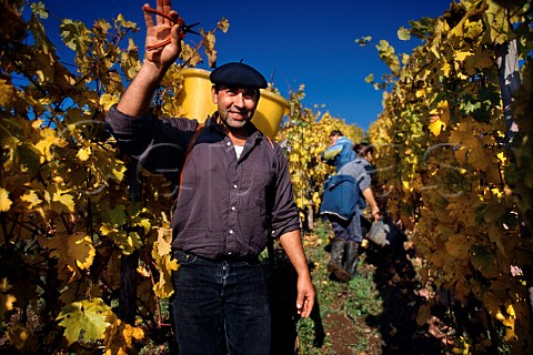 Harvesting grapes in the Brand vineyard   of Domaine ZindHumbrecht Turckheim   HautRhin France Alsace