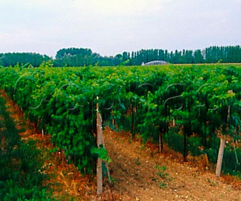 Vineyard near Fiume Vneto Friuli Italy    Grave   del Friuli