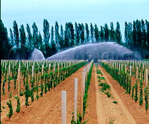 Irrigating young vineyard sheltered by windbreak of   trees Fiume Vneto Friuli Italy   Grave del Friuli